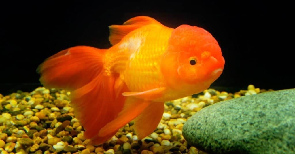 Animali che possono vedere pesci rossi a infrarossi