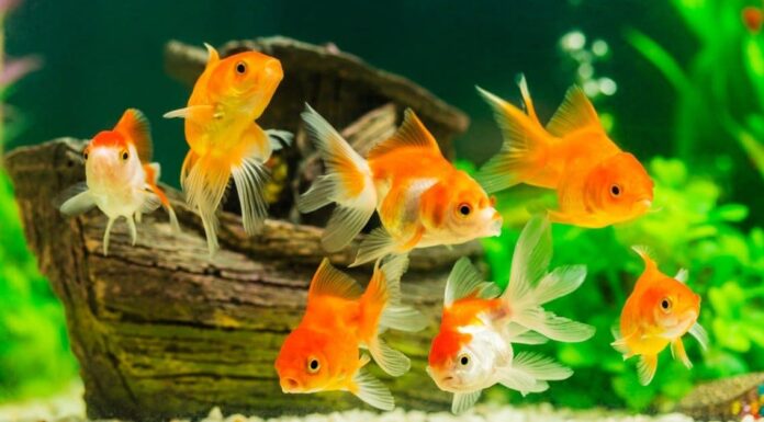 Periodo di gestazione del pesce rosso: quanto dura la gravidanza del pesce rosso?
