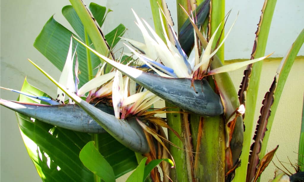 uccello del paradiso vs pianta di banana