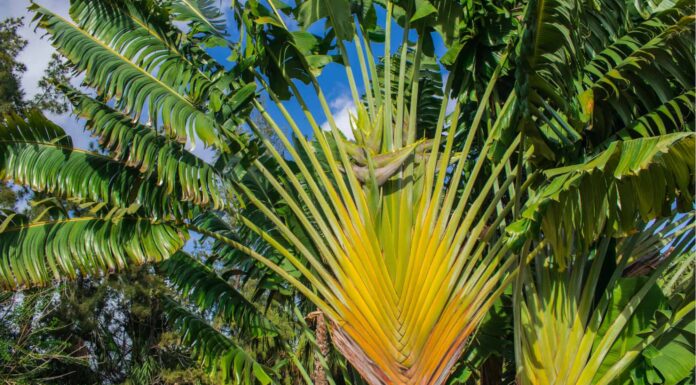 Travelers Palm vs Bird of Paradise