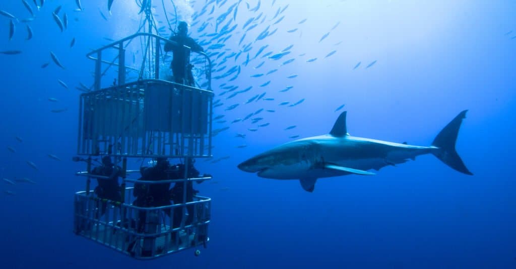 Immersioni in gabbia con un grande squalo bianco