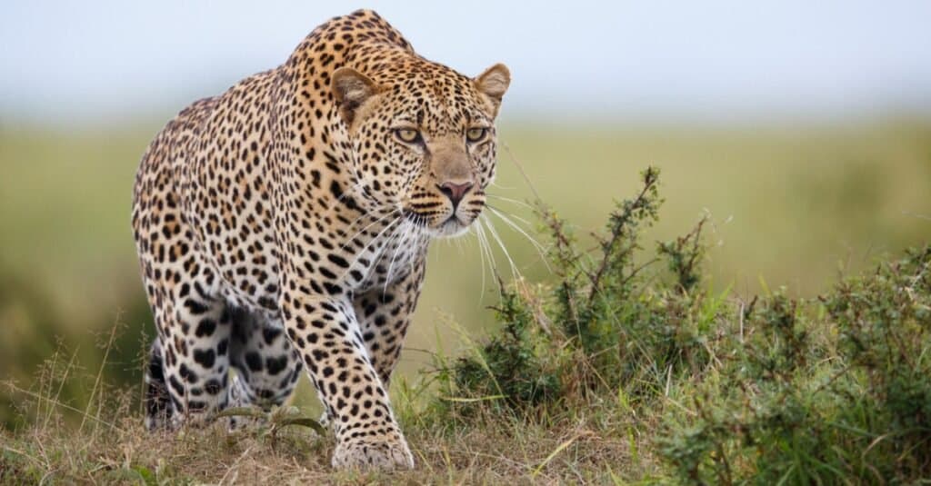Cosa mangiano i leopardi?