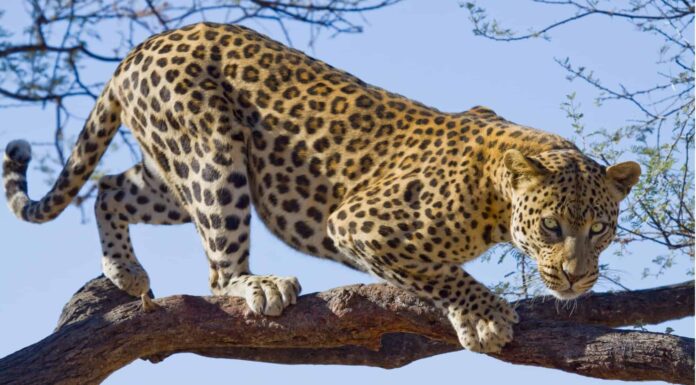 10 fatti incredibili sul leopardo
