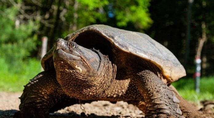 10 fatti incredibili sulle tartarughe azzannatrici
