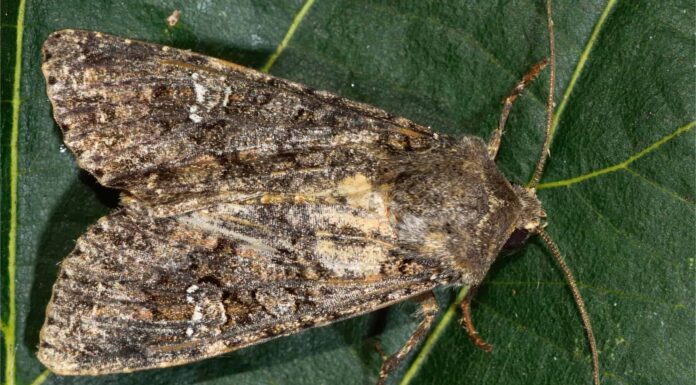 A Melanic Peppered Moth sitting on a leaf. Dark colored Peppered Moths increased over time, a result of industrial melanism.