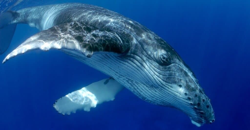Misteriosi animali grigi - balena