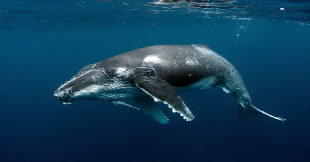 animali che Sing-balena