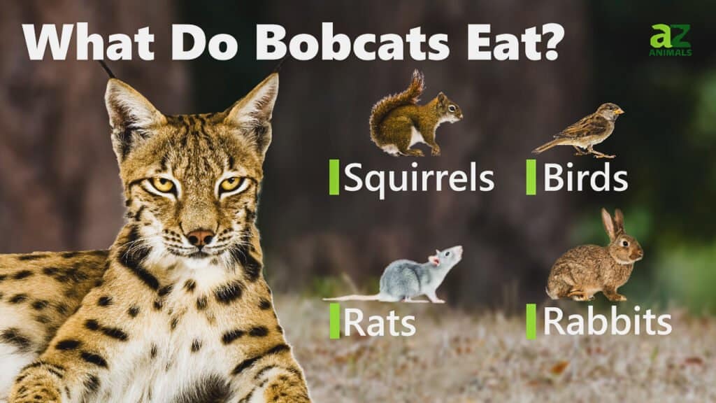 Cosa mangiano i Bobcats immagine
