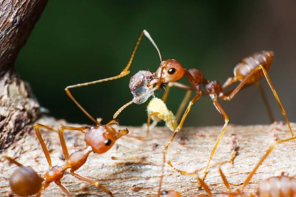 10 animali più velenosi - Alimentazione delle formiche mietitrici di Maricopa