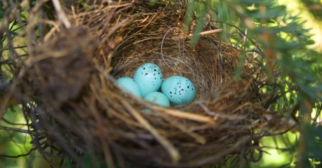 scheggiare le uova di passero in un nido accogliente