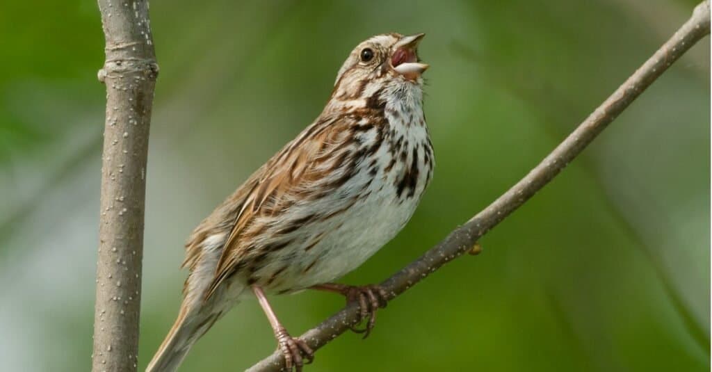 Song Sparrow appollaiato su un ramo e cantando.