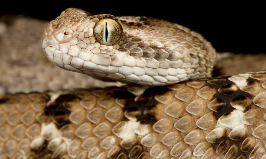 Serpenti mortali - Vipera squamata di sega indiana