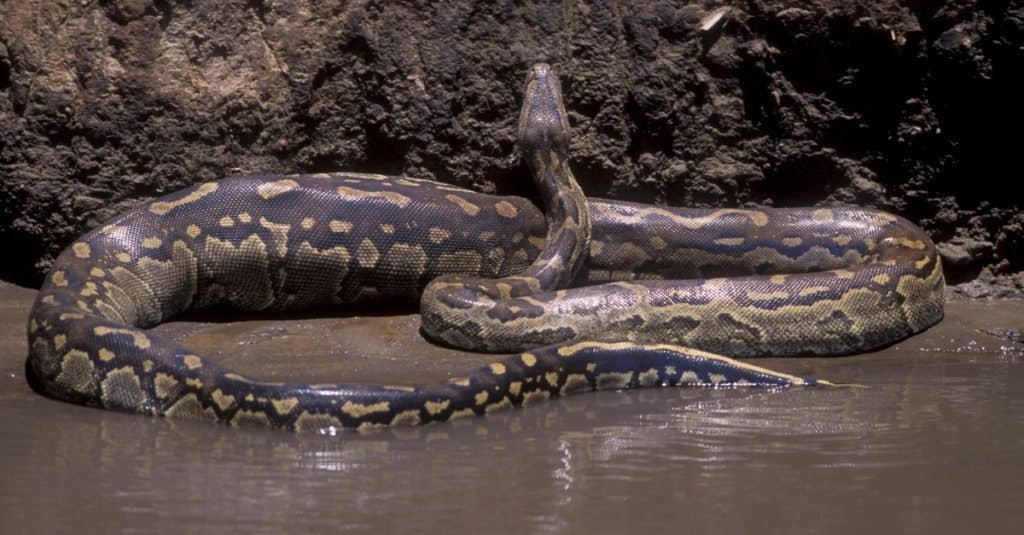 I serpenti più grandi: il pitone delle rocce africanoI serpenti più grandi: il pitone delle rocce africano