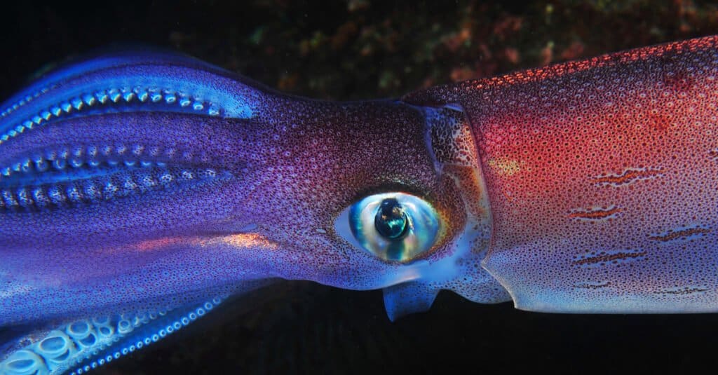 Animali con grandi occhi - calamari colossali