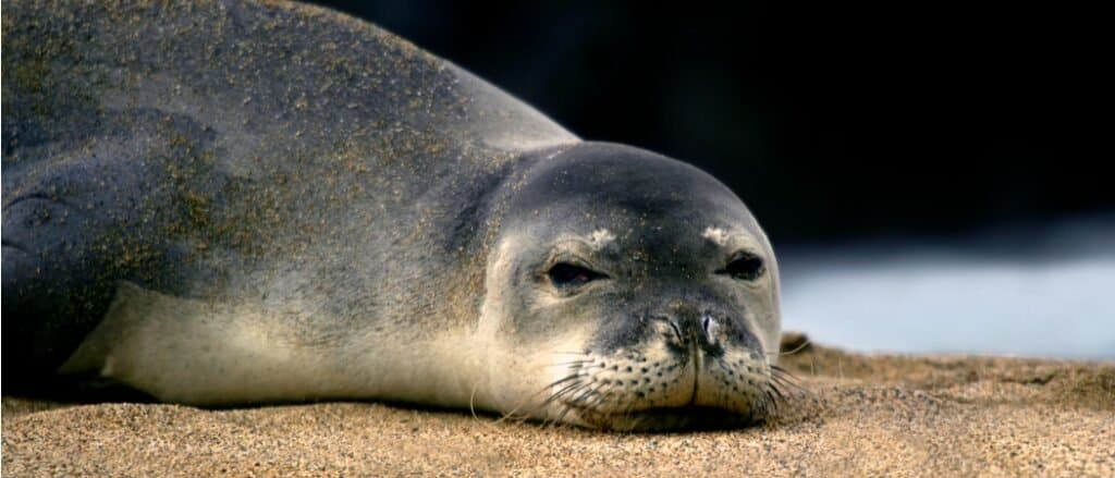 Foca monaca hawaiana da vicino