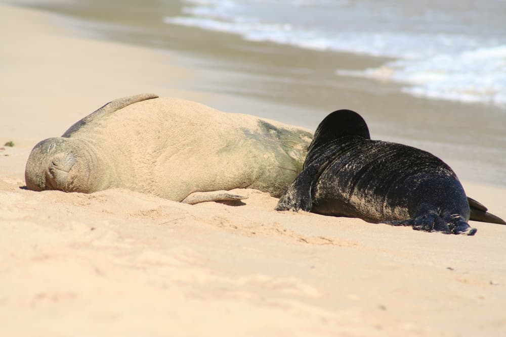 fatti incredibili sulla foca monaca hawaiana 