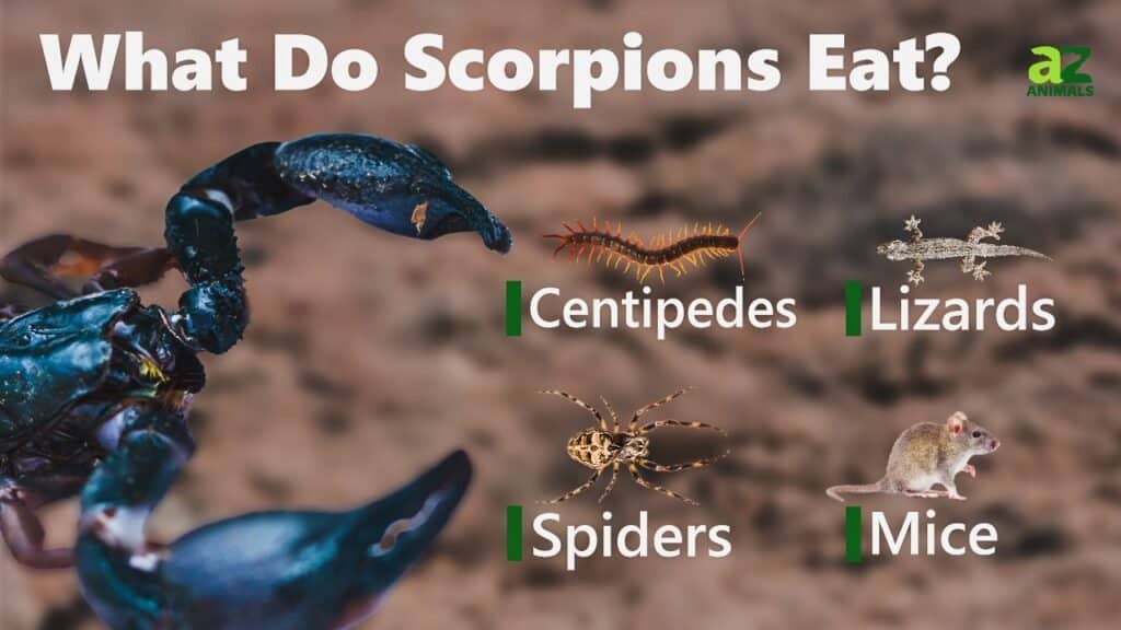 Cosa mangiano gli scorpioni