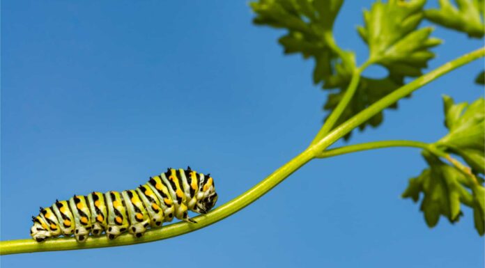 10 fatti incredibili di Caterpillar
