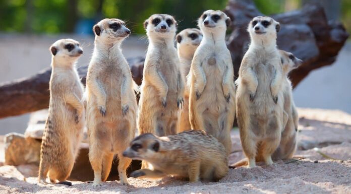 Craziest Animal Adaptations: Meerkat