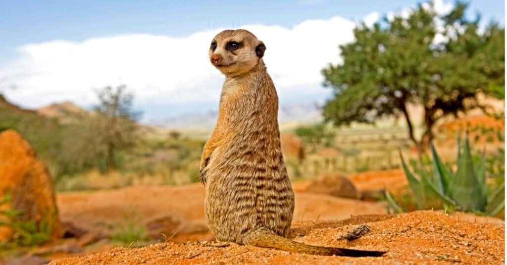 meerkat che guarda indietro verso la telecamera