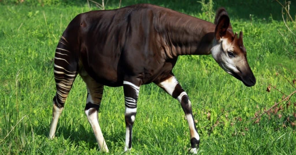 Gli animali più strani Okapi