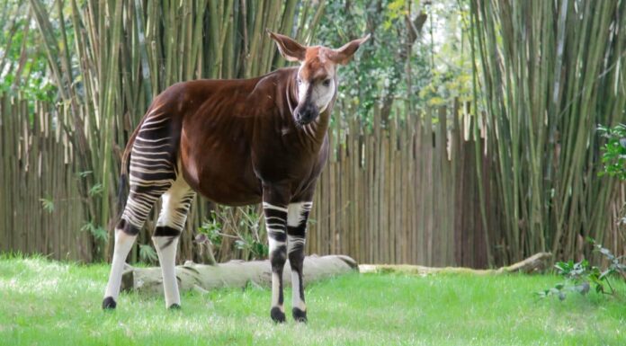 Coolest Animals: Okapi