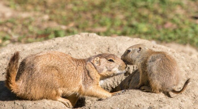 10 fatti incredibili sulla marmotta
