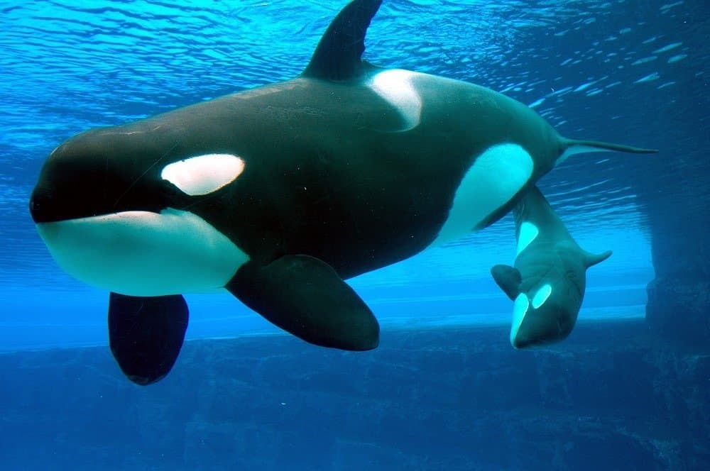 una mamma orca e il suo cucciolo di orca di un mese che si divertono insieme.