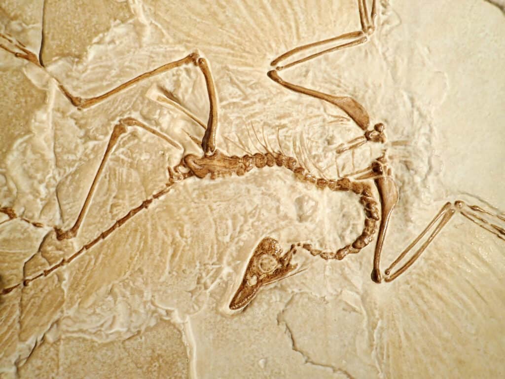 Archaeopteryx fossilizzato, un fossile di transizione tra dinosauro e uccelli moderni rimane nella pietra.