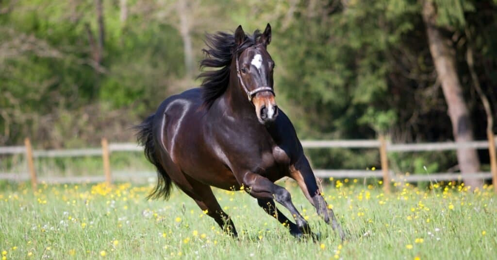 Quarterhorse nero americano che corre al pascolo