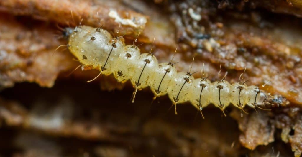 Larva di un moscerino mordace della famiglia Ceratopogonidae, No See Um.