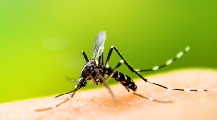 No See Ums vs Mosquito: Spiegazione delle principali differenze
