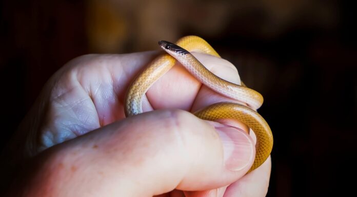 Scopri il più grande serpente comedone mai trovato
