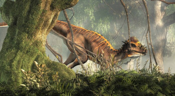 Il cranio di questo dinosauro era spesso 10 pollici e un'arma mortale
