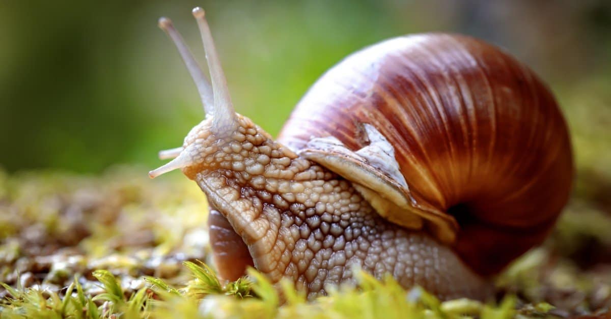 Lumaca romana, lumaca di Borgogna, lumaca commestibile o escargot, è una specie di lumaca di terra grande, commestibile, che respira aria, un mollusco gasteropode polmonare terrestre della famiglia Helicidae