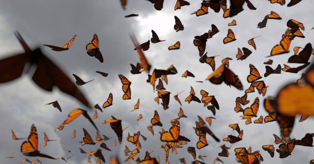 gruppo di farfalle monarca nel cielo con nuvole temporalesche