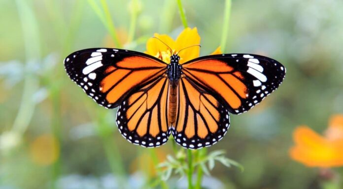 10 fatti incredibili sulla farfalla monarca
