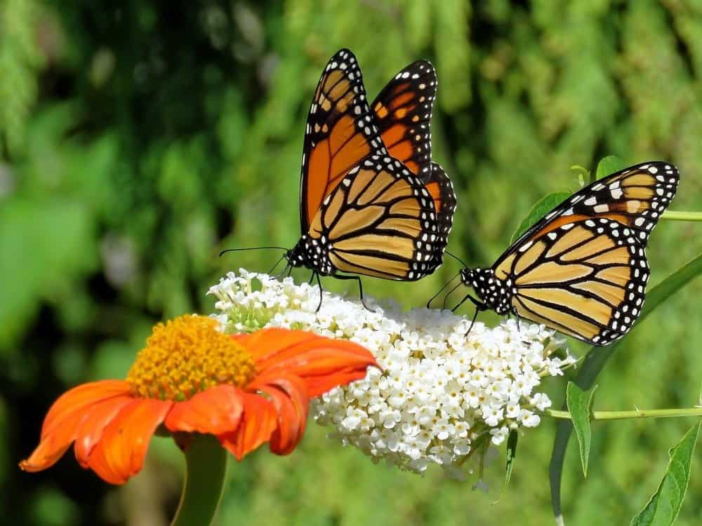 Due farfalle monarca e fiori in giardino sulla riva del lago Ontario a Toronto, in Canada