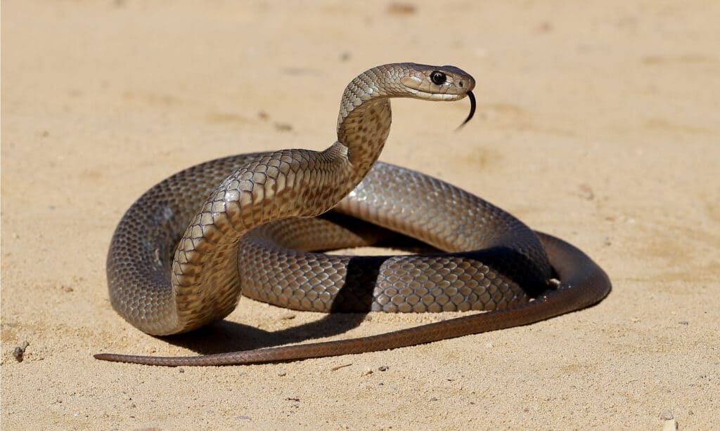 Serpente bruno orientale