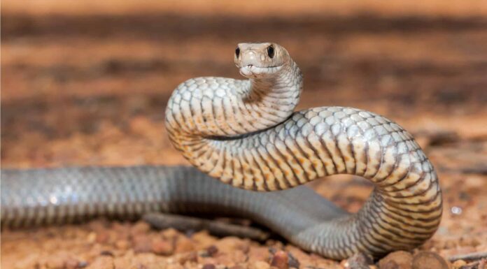 Scopri il serpente marrone più grande mai registrato
