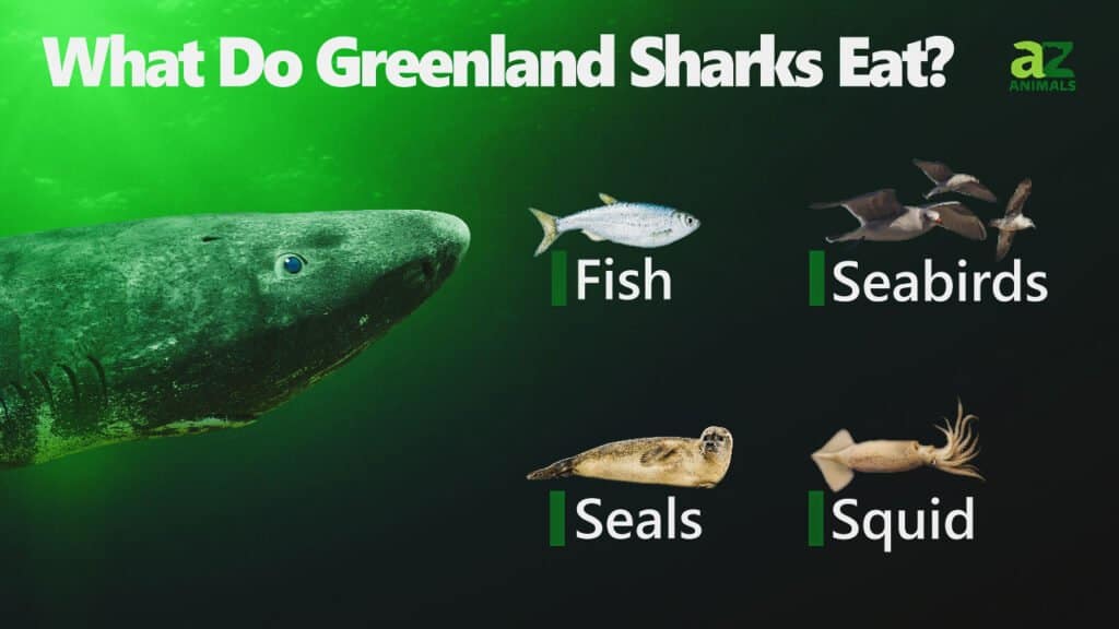 Cosa mangiano gli squali della Groenlandia
