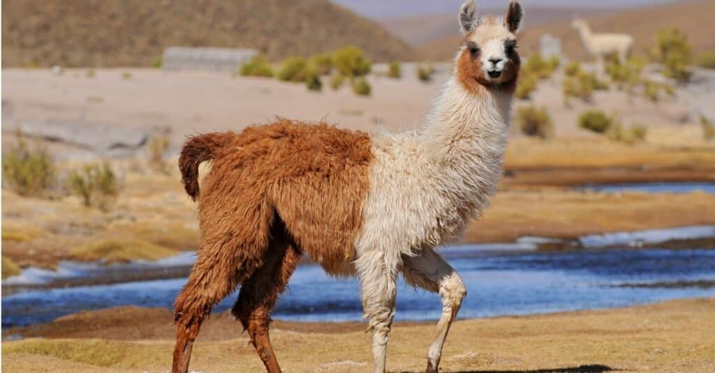 Lama contro Alpaca