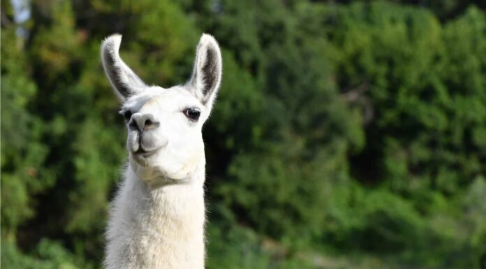 Llama Teeth - Lower Teeth