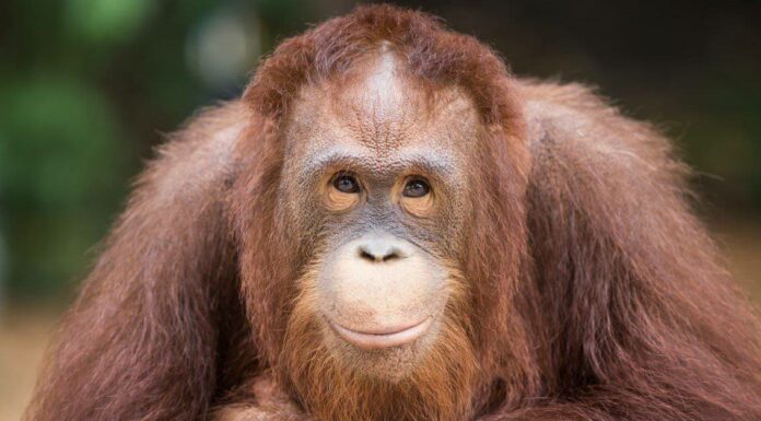 Quanti oranghi sono rimasti nel mondo?

