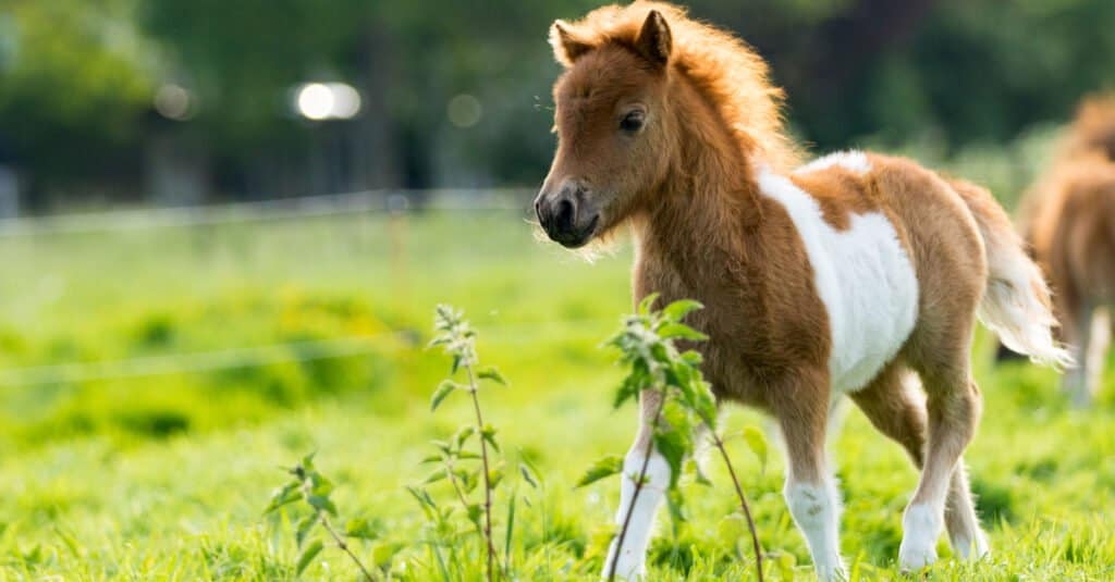 Baby cavallo - puledro in campo