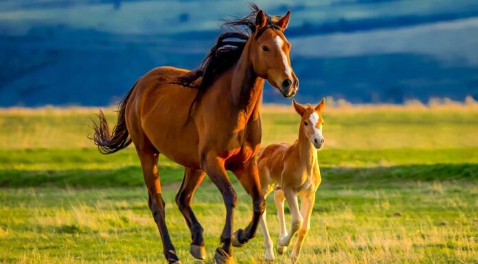 Periodo di gestazione del cavallo: per quanto tempo i cavalli sono incinti?
