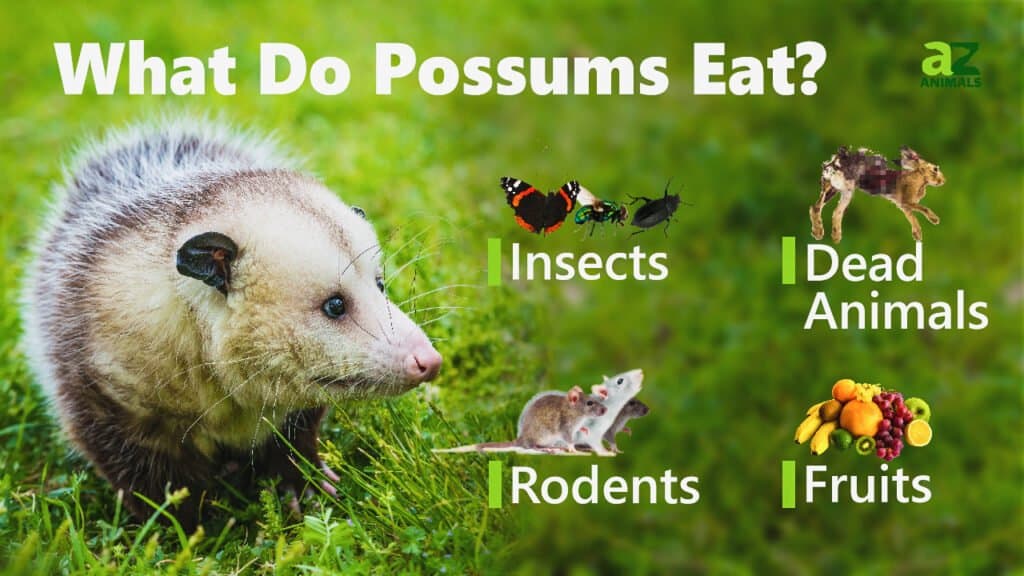 Cosa mangiano gli opossum