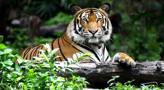 10 fatti incredibili sulla tigre del Bengala
