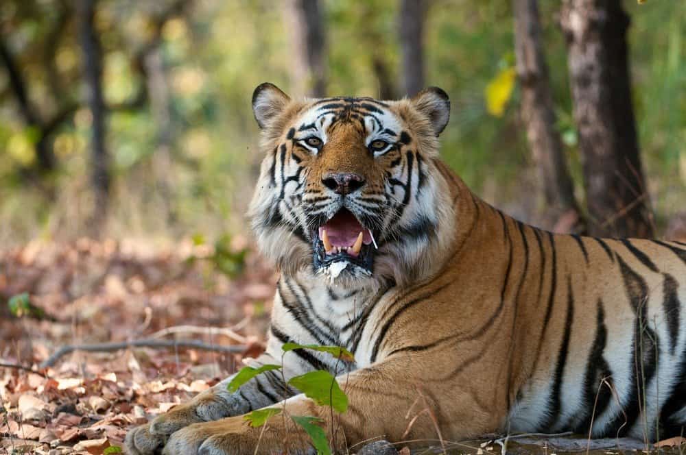 Perché le tigri sono in pericolo?  - Tigre reale del Bengala