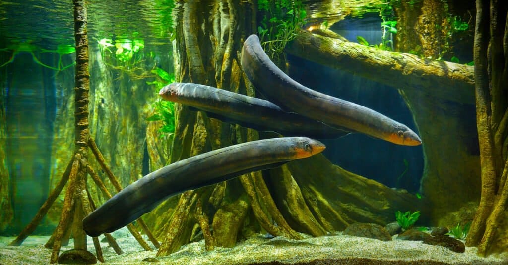 Tre anguille elettriche